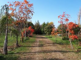 INICIO DEL PROGRAMA FORESTAL 2020