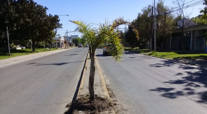 SE REALIZÓ UN MANTENIMIENTO DE PALMERAS EN RUTA 40