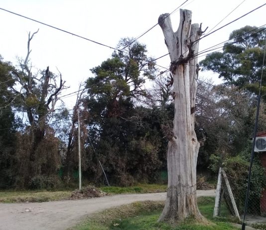 RECLAMO PARA QUITAR ÁRBOLES: SECOS, GRANDES Y PELIGROSOS