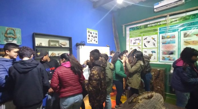 Una escuela de Pontevedra visitó el Museo Paleontológico