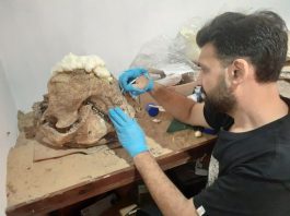 NUEVOS DESCUBRIMIENTOS SE SUMAN AL MUSEO DE CIENCIAS NATURALES